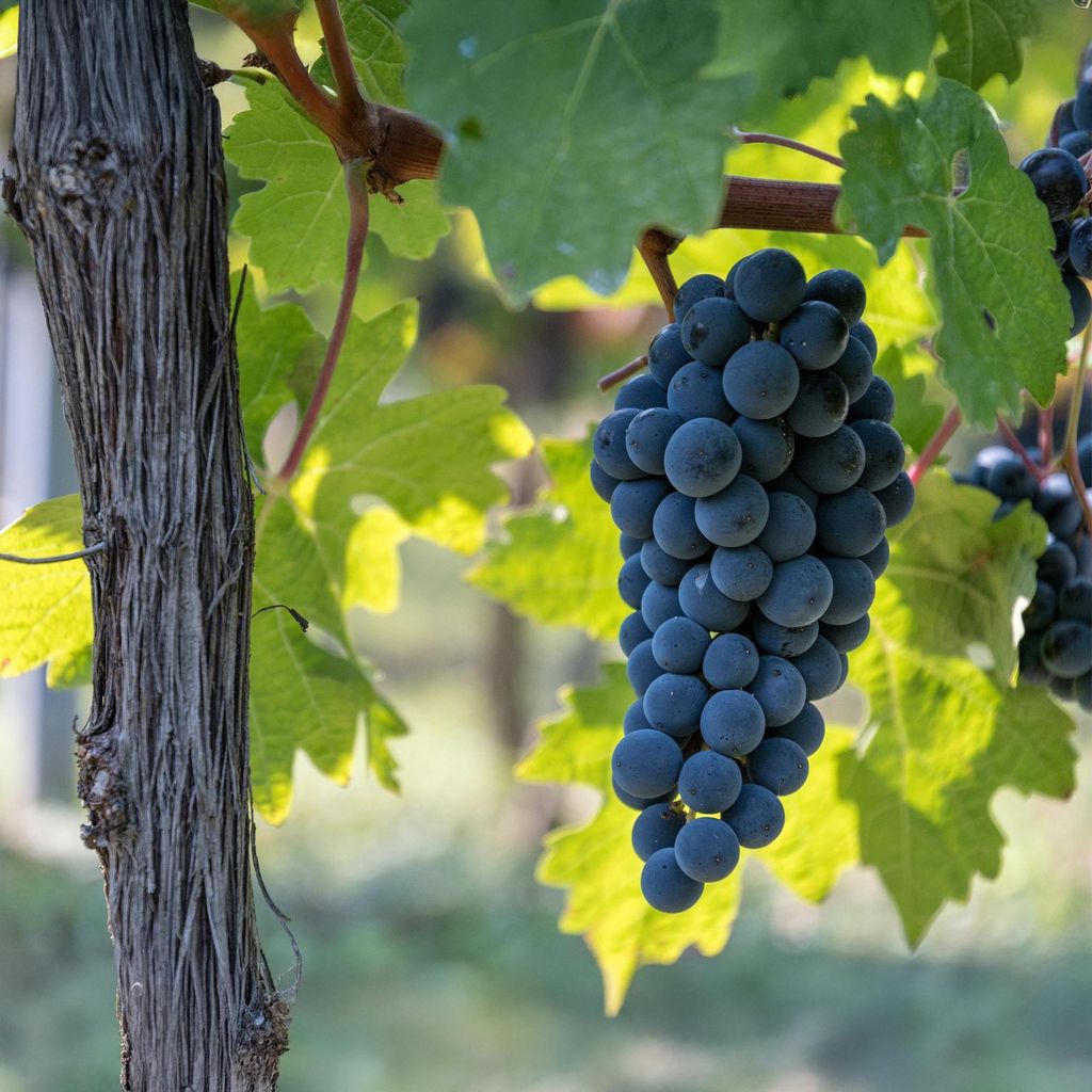 Weinrebe Vitis vinifera Boskoop Glory Blaue Traube 2 Pflanzen Obstpflanze 15cm