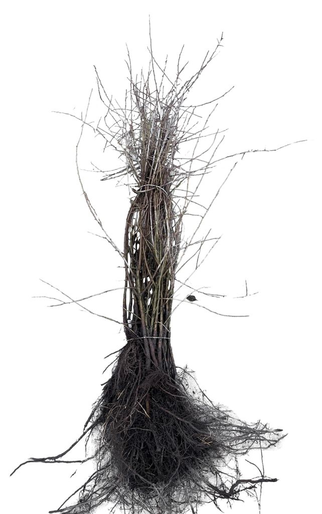 10 plants de Prunus spinosa (roncier noir), hauteur de 60 à Image du produit 