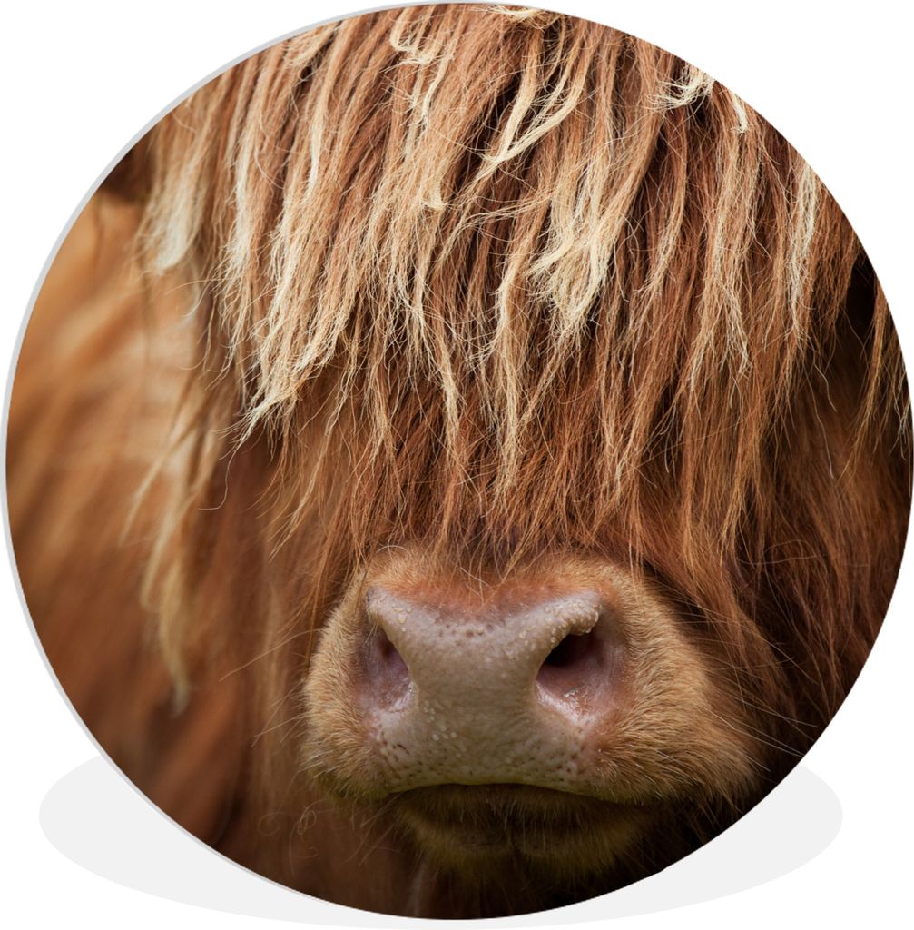 MuchoWow Rundes Wandbild - Runde Bilder Schottischer Highlander - Nase - Haare Ø 60 cm Kreis Wanddekoration Kunststoff - Wandkreis - Wandschmuck...