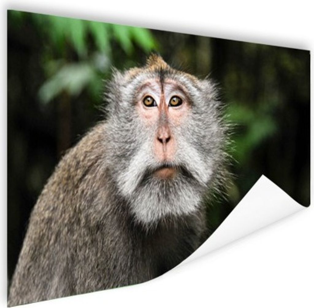 MuchoWow Poster Tiere - Affen - Landschaft 60x40 cm - Schlafzimmerdekoration