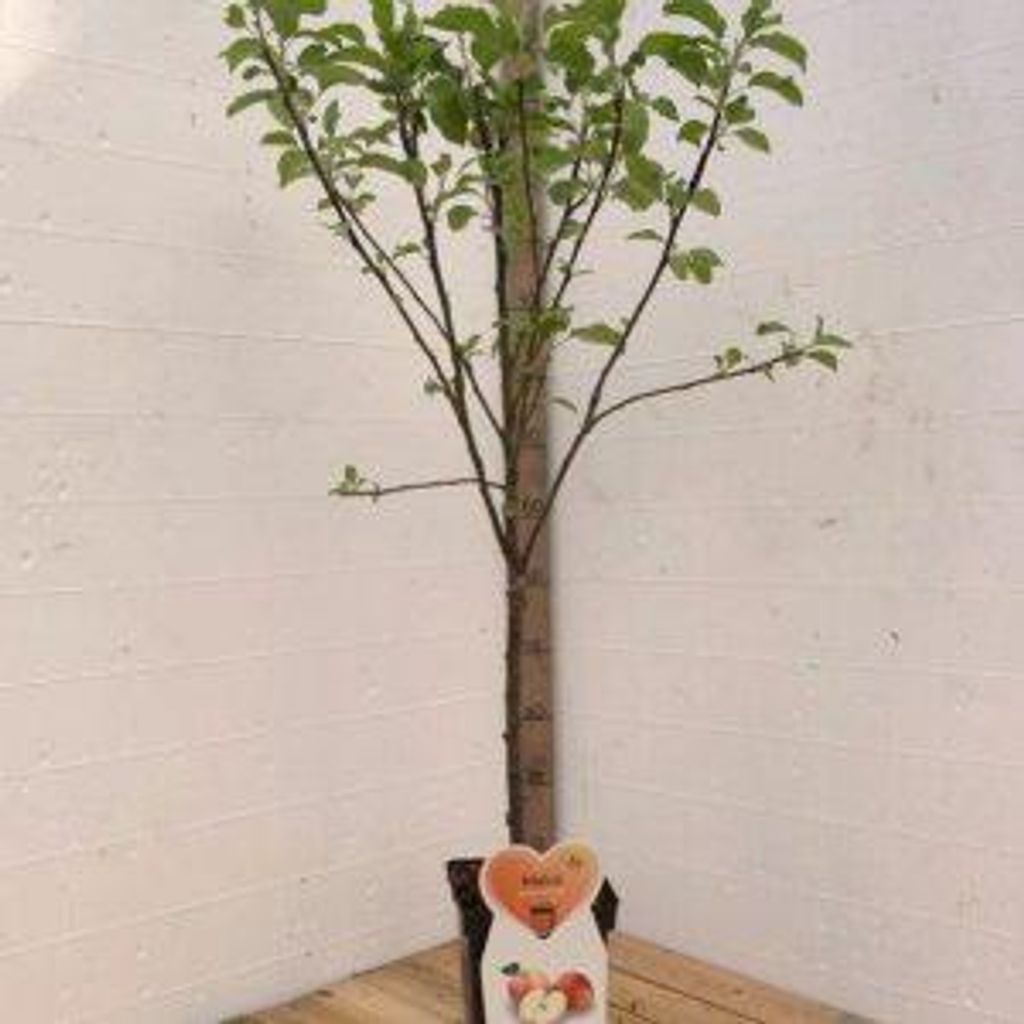 Elstar Appelboom -Fruitboom- 120 cm hoog- Laagstam- Productafbeelding 