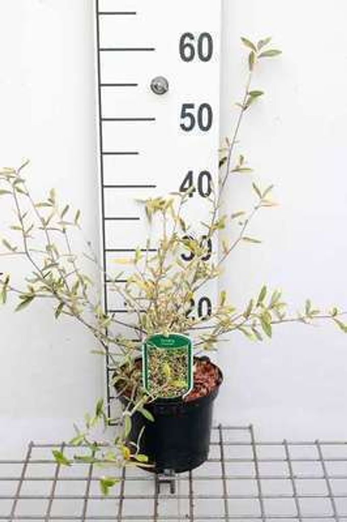 Corokia virg. 'Sunsplash' - Zick-Zack-Strauch 25- 30 cm Container