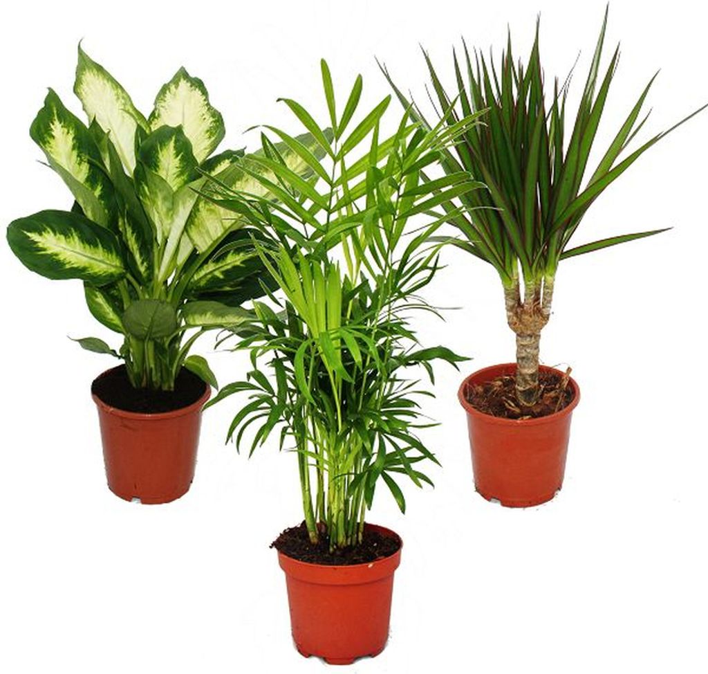 Cuore esotico - set di piante d'appartamento Dieffenbachia Immagine del prodotto 