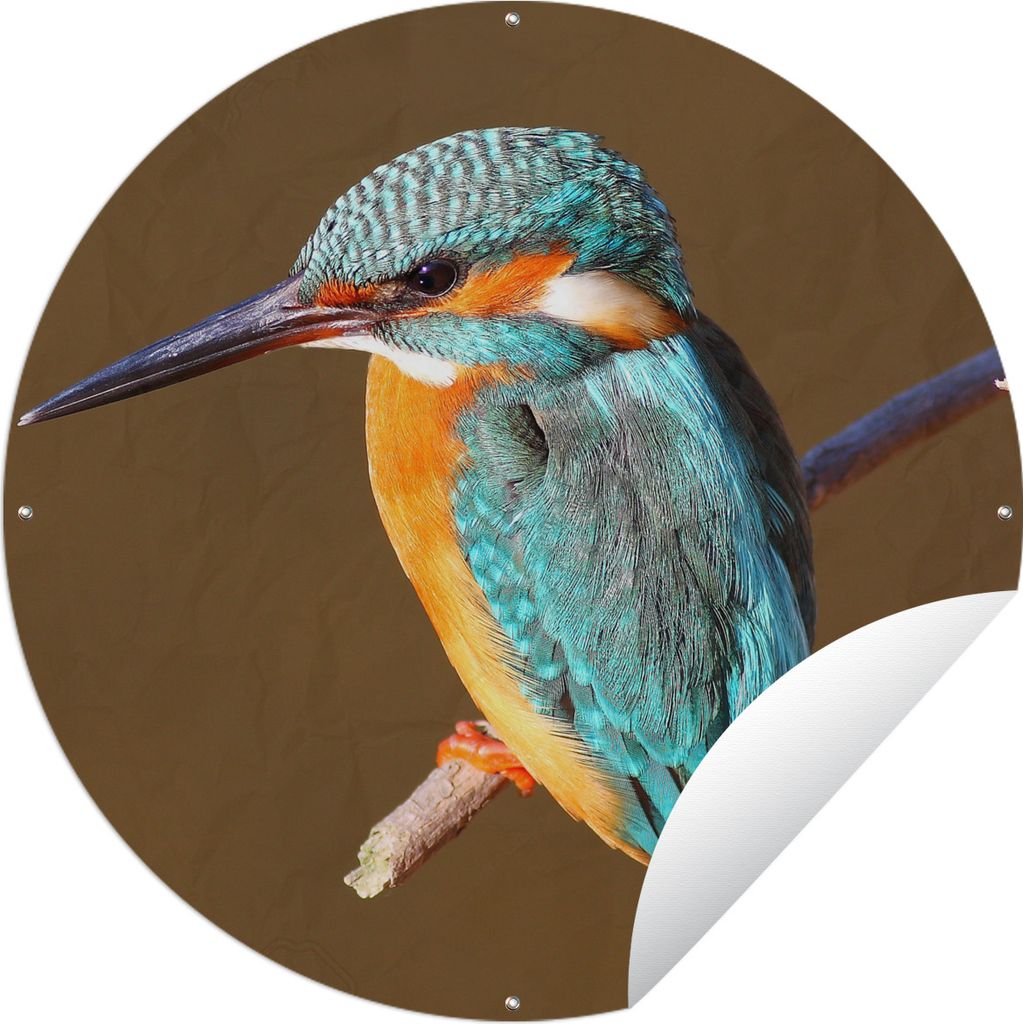 MuchoWow Gartenposter Outdoor-Poster Rund Eisvogel - Äste - Bunt Ø 150 cm Gartendeko Rundes Poster draußen