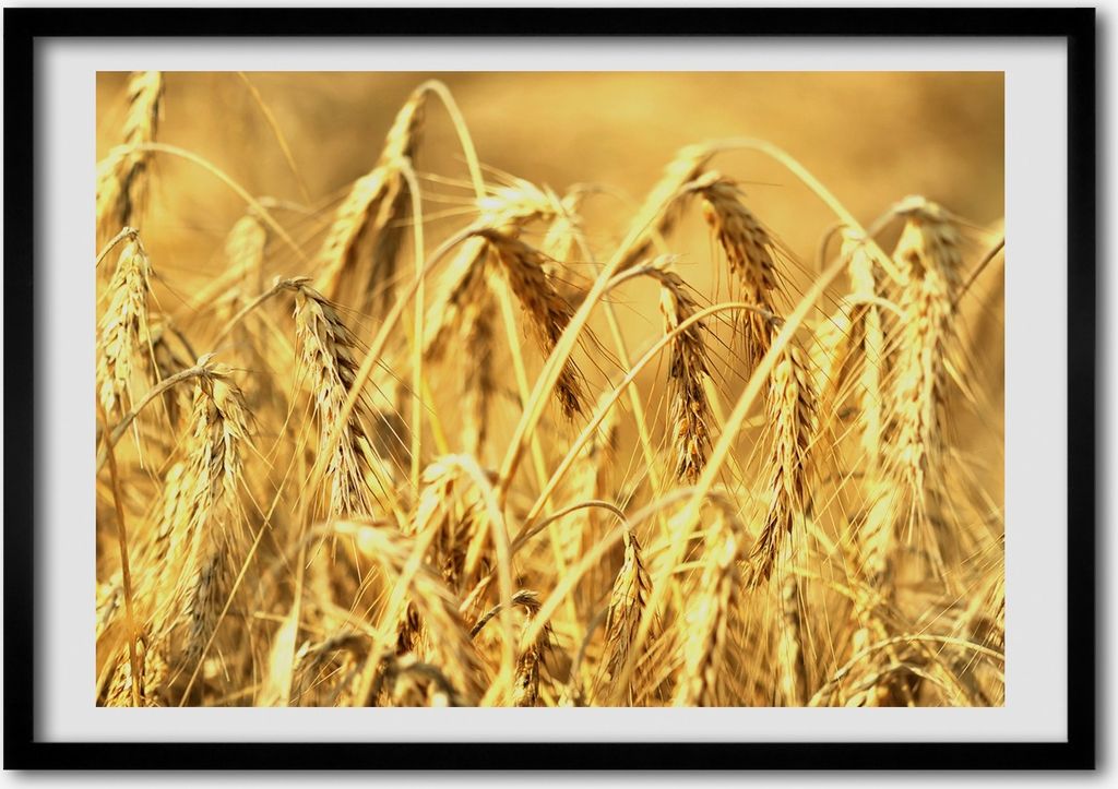 Bild - Bilderrahmen - 100 cm x 70 cm - MDF - Rahmen - Foto - Wandkunst Korn