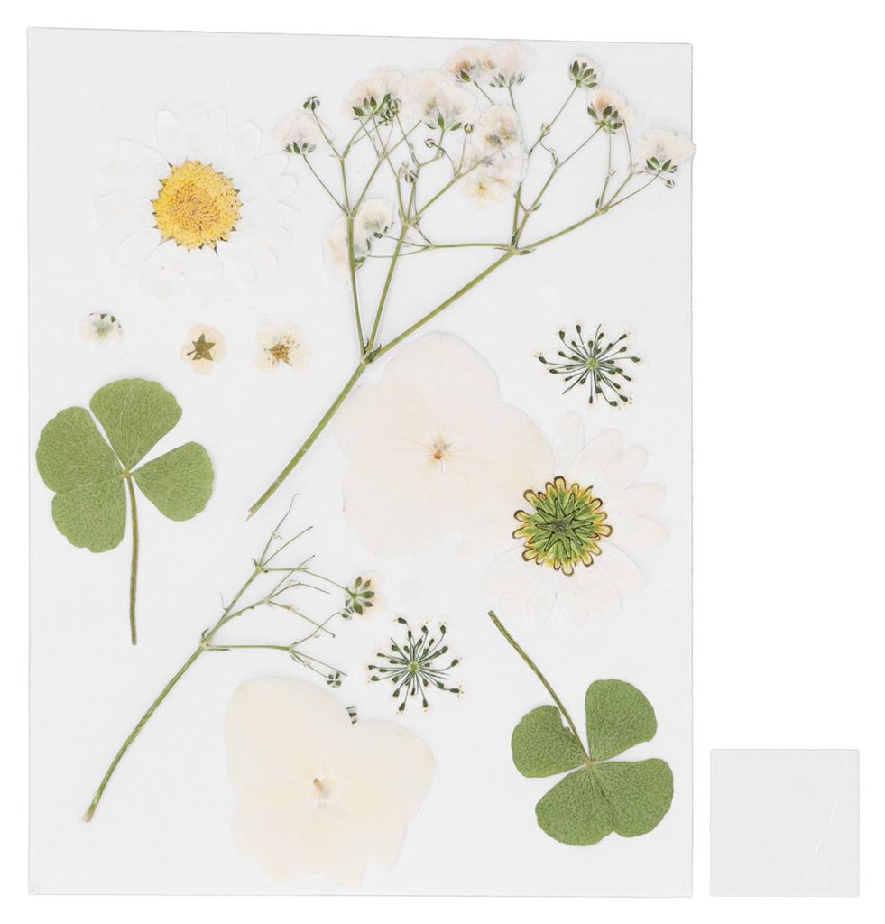 Getrocknete, gepresste Blumen, DIY-Handarbeit, Lesezeichen aus Naturblumen, Handyhüllen aus gepressten Blumen, Trockenblumen, Pflanzenproben