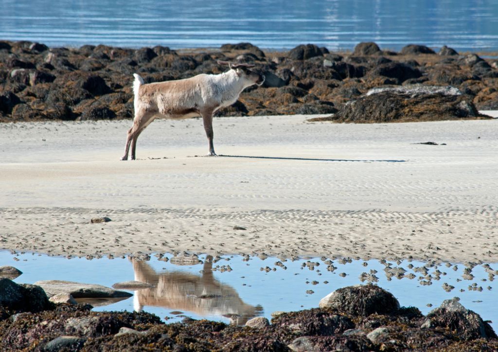 hansepuzzle 72708 - Norwegen Puzzle, 260 Teile, Natur, 41,0 x 28,0cm mit hochwertiger Aufbewahrung, Kartonbox und wiederverschließbarem Beutel