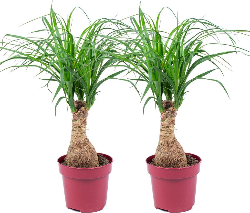 Bloomique - Zestaw 2 szt. - Beaucarnea Recurvata - Elephant Zdjęcie produktu 