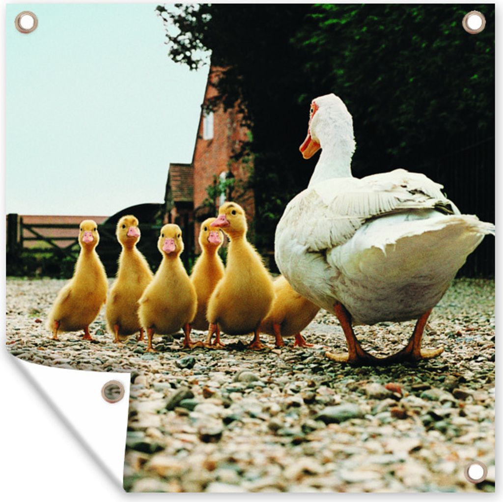 MuchoWow 50x50 cm Outdoor-Poster Gartendeko Sichtschutz Garten Poster für den Garten Ente mit Jungen