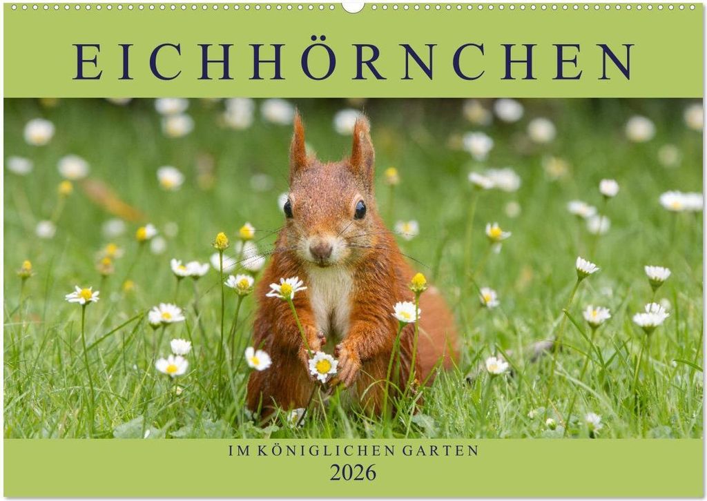 Eichhörnchen im Königlichen Garten (Wandkalender 2026 DIN A2 quer), CALVENDO Monatskalender