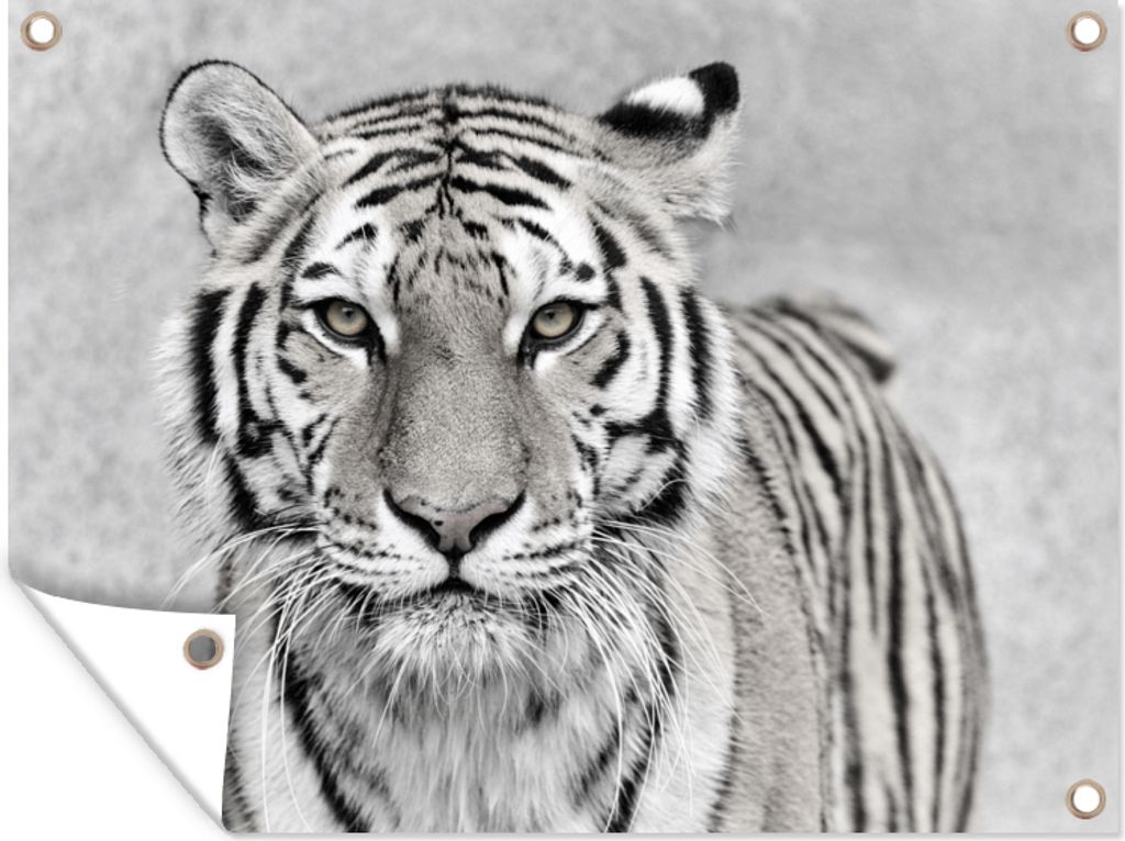 MuchoWow 120x90 cm Outdoor-Poster Gartendeko Sichtschutz Garten Poster für den Garten Tiger - Natur - Schwarz - Weiß