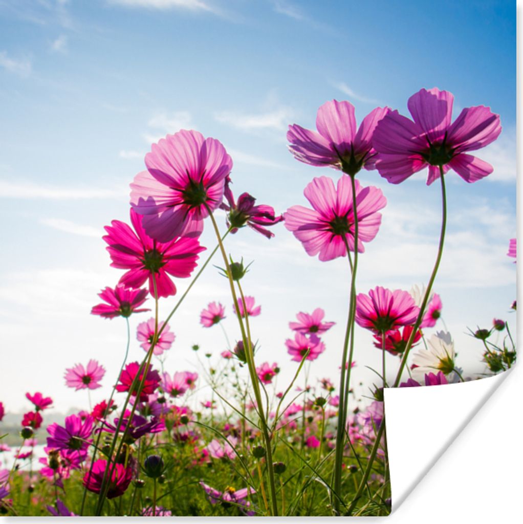 MuchoWow Poster Blumen - Rosa - Cosmea 50x50 cm - Wohnzimmerdekoration