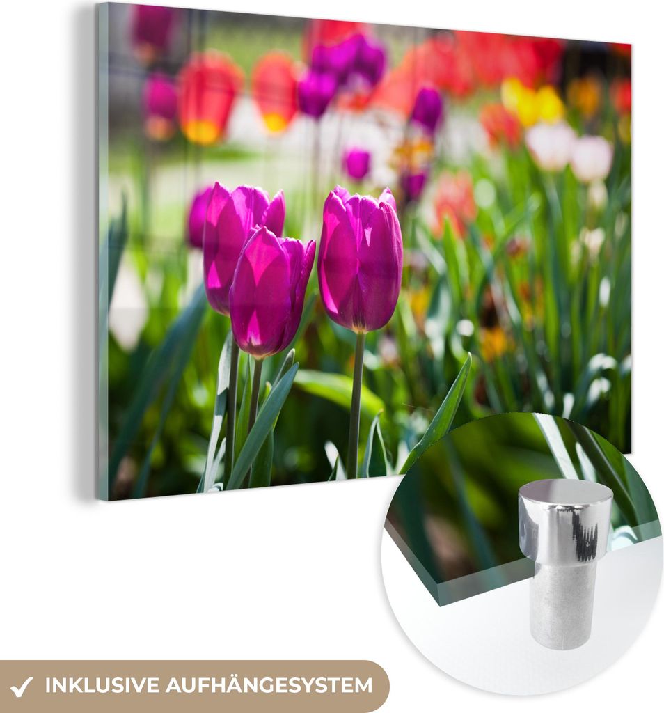 MuchoWow Glasbilder - Bilder auf Wandbild - Foto auf Glas Frühling - Tulpen - Lila 30x20 cm Wanddekoration aus Glas - Acrylglasbild - Acrylbilder ...