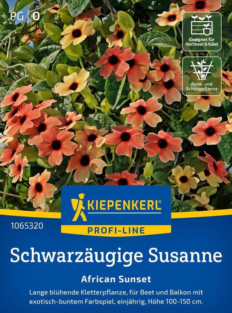 Kiepenkerl Schwarzäugige Susanne-Samen African Sunset Thunbergia alata 10 Pflanzen