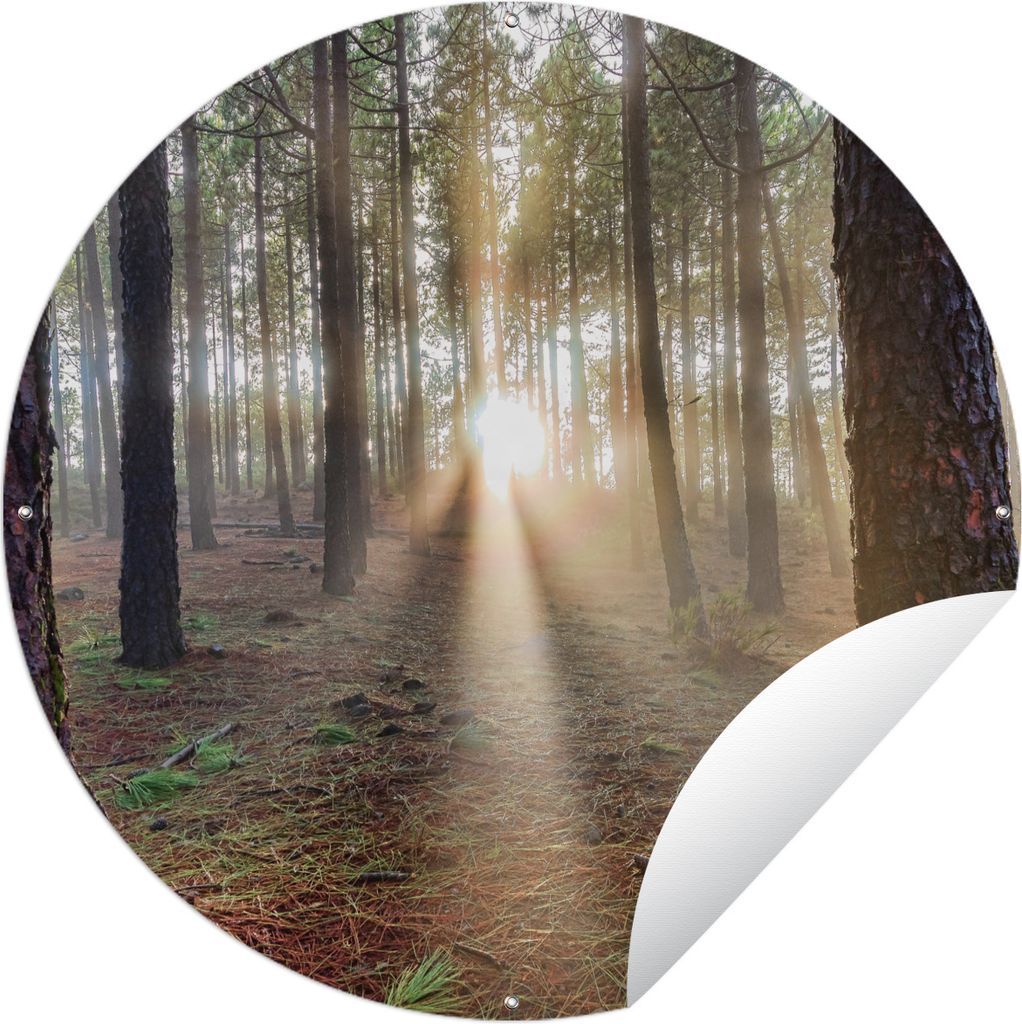 MuchoWow Gartenposter Outdoor-Poster Rund Mehrere ausgewachsene Baumstämme im Wald Ø 60 cm Gartendeko Rundes Poster draußen