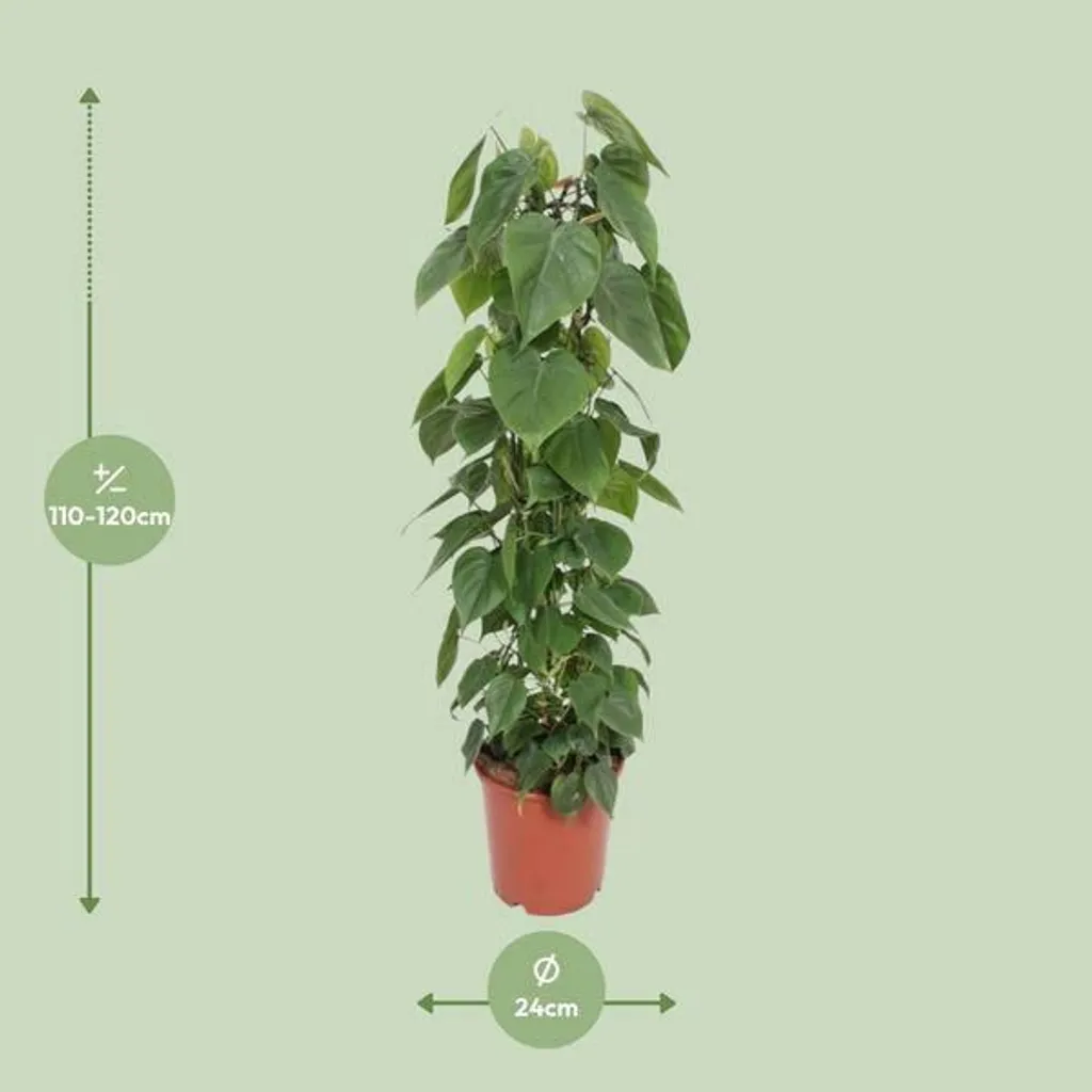 Philodendron scandens à grandes feuilles 120 cm - Plante avec tuteur Ø24