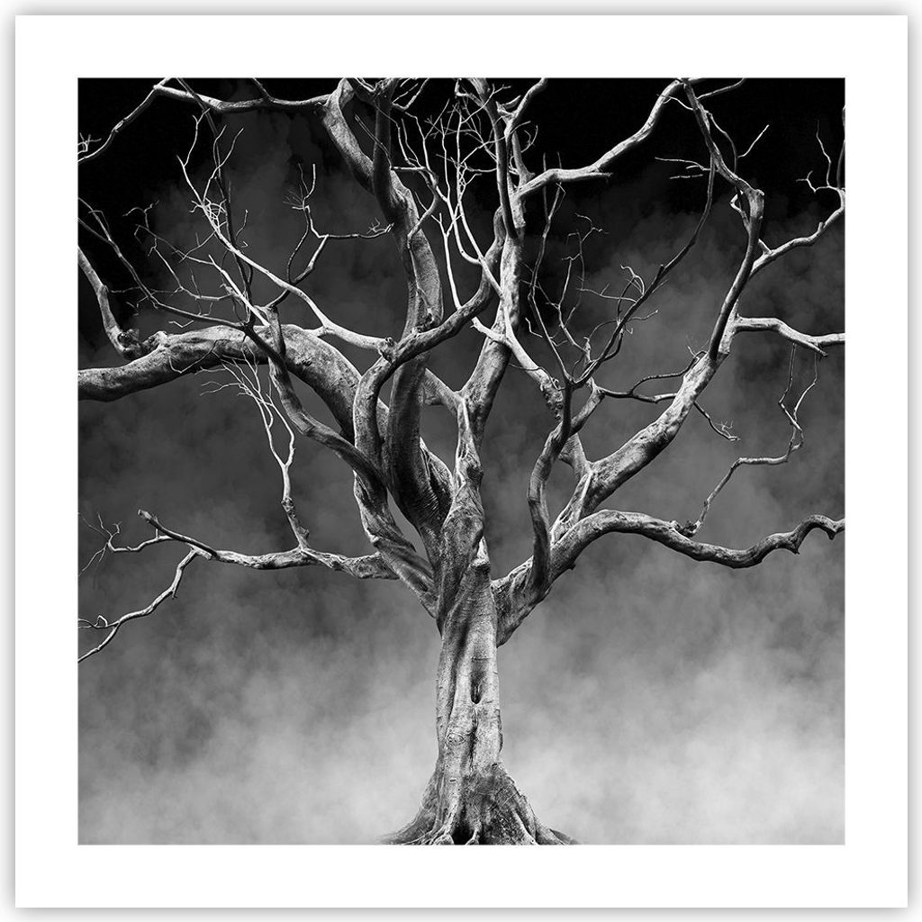 Poster - Poster ohne Rahmen - Schwarzweiß Äste Rauch - 50x50 cm - Wand Bild - Wanddeko - Wandbilder - Kunstposter - Wandposter - Bilder - Kunstdr...
