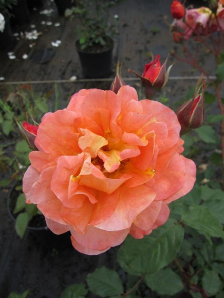 Rose Westerland Strauchrose - Orange-gelb Winterhart Im 7L Topf