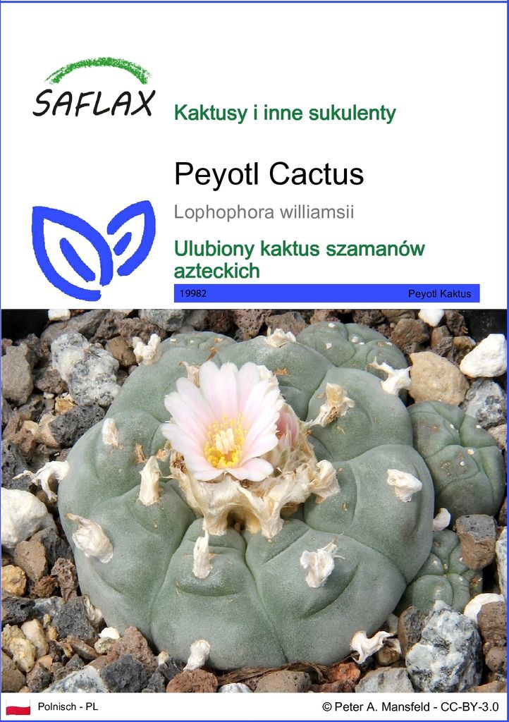 SAFLAX - Peyotl Cactus - 20 Nasiona - Lophophora williamsii Zdjęcie produktu 