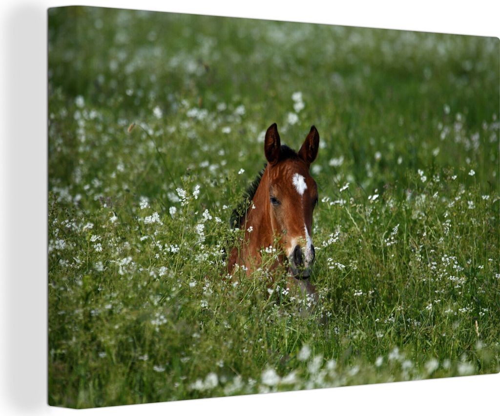 OneMillionCanvasses - Leinwandbilder - 140x90 cm, Der Kopf eines Fohlens ragt aus dem Gras heraus, Wandbilder Kunstdruck Wanddekoration - Foto au...