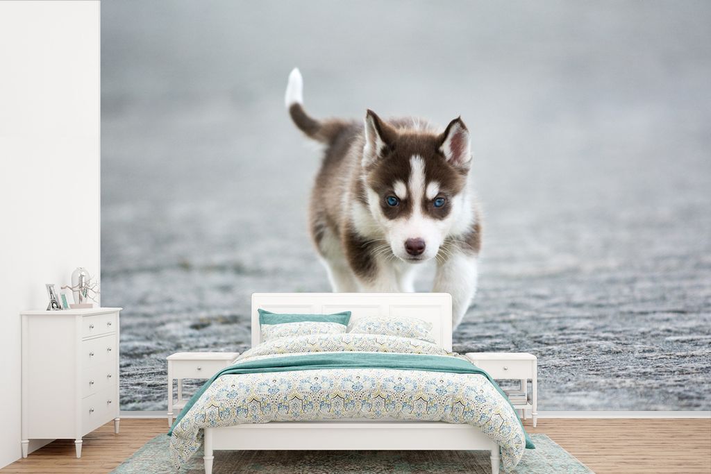 MuchoWow Fototapete für Wohnzimmer oder Schlafzimmer Wandtapete Vinyl Motivtapete Husky-Welpe läuft über die Straße - 390x260 cm - Papiertapete