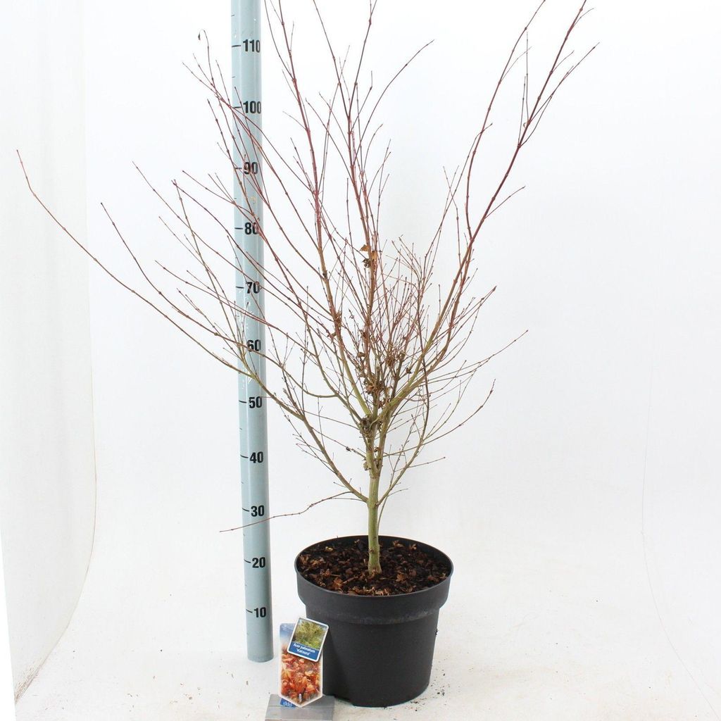 Acer pal. 'Katsura' - Acero giapponese | 100-120 cm in vaso Immagine del prodotto 