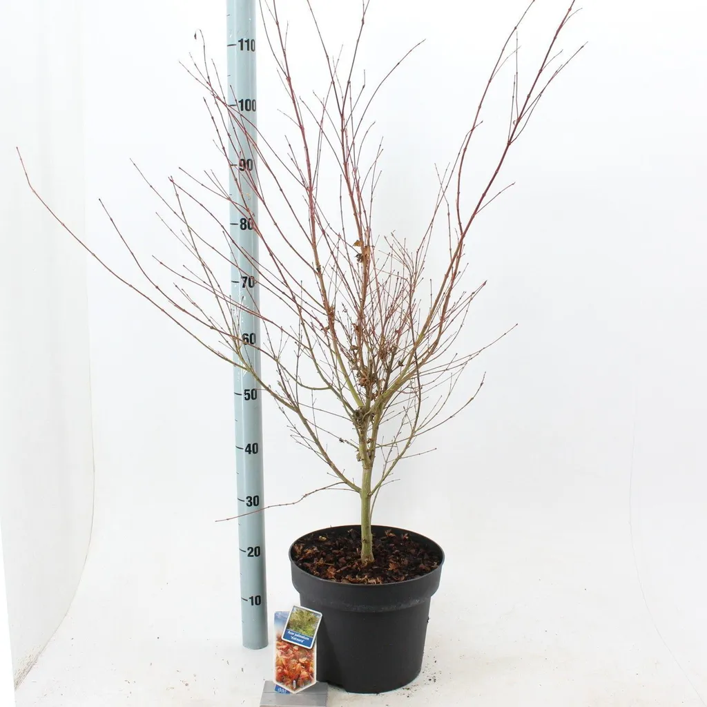 Érable du Japon pour terrasse et petit jardin : Acer Katsura 120 cm