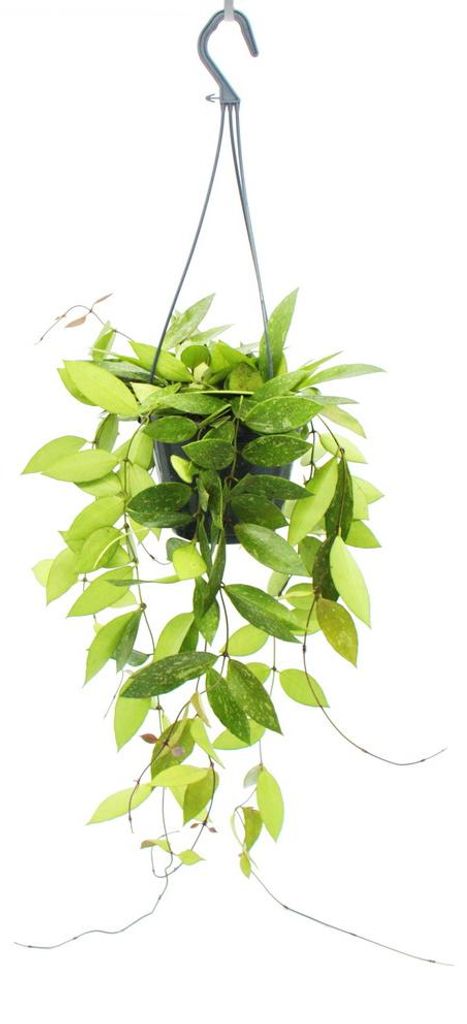Pnąca roślina pokojowa - Hoya gracilis - "Porcelanowa róża" Zdjęcie produktu 