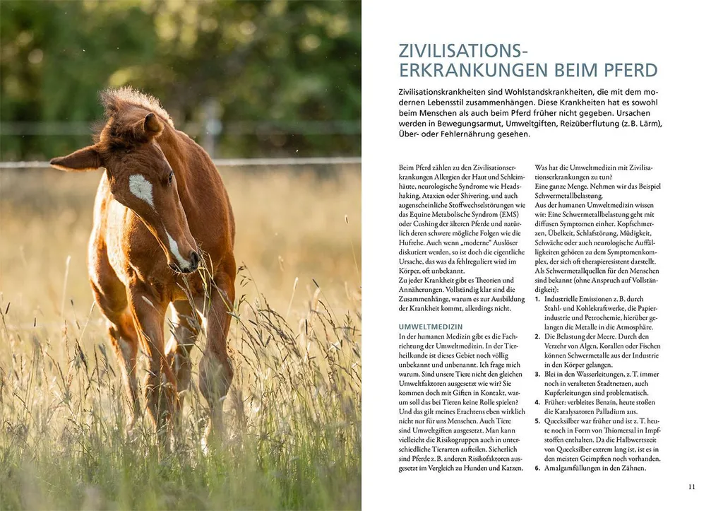 Déchiffrer le Métabolisme Équin : Analyse et Pathologies du Cheval âgé - 3
