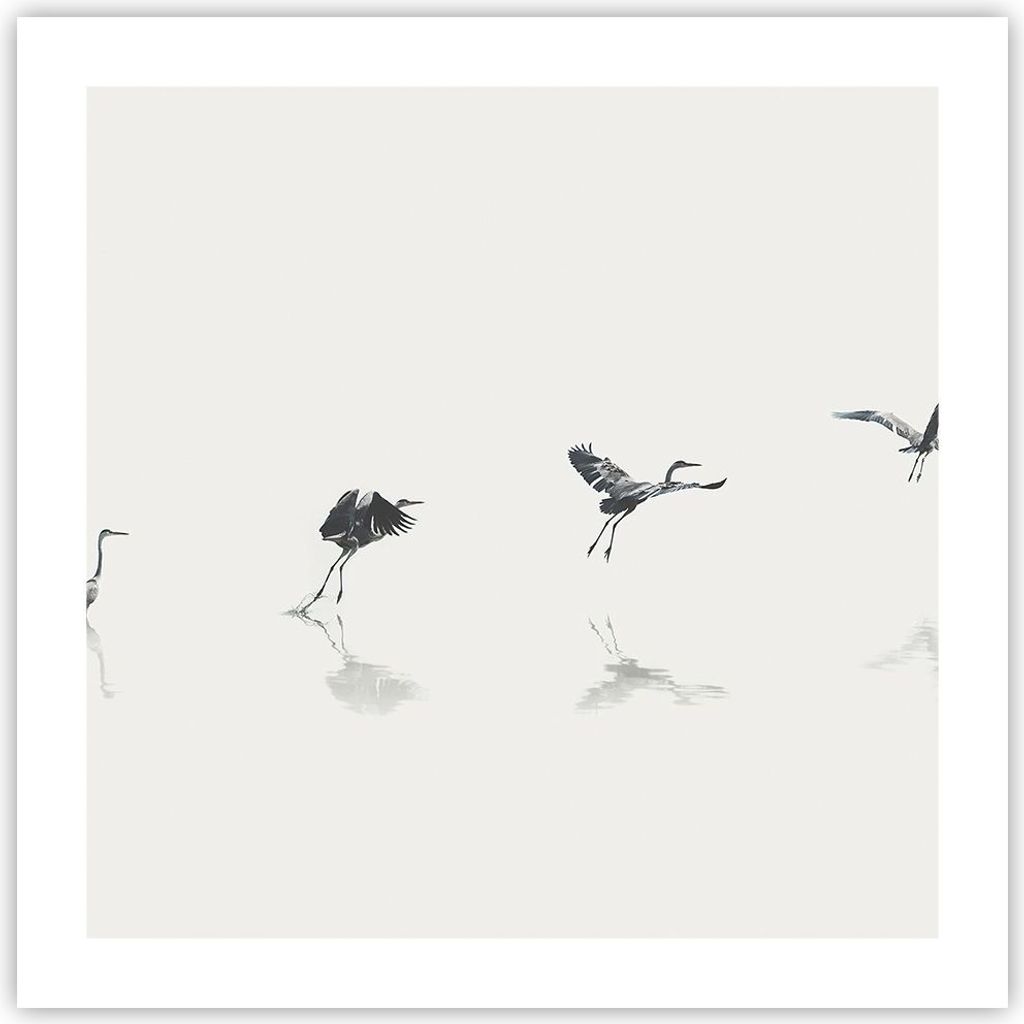 Poster - Poster ohne Rahmen - Flug Vogel Reiher - 50x50 cm - Wand Bild - Wanddeko - Wandbilder - Kunstposter - Wandposter - Bilder - Kunstdruck - W...