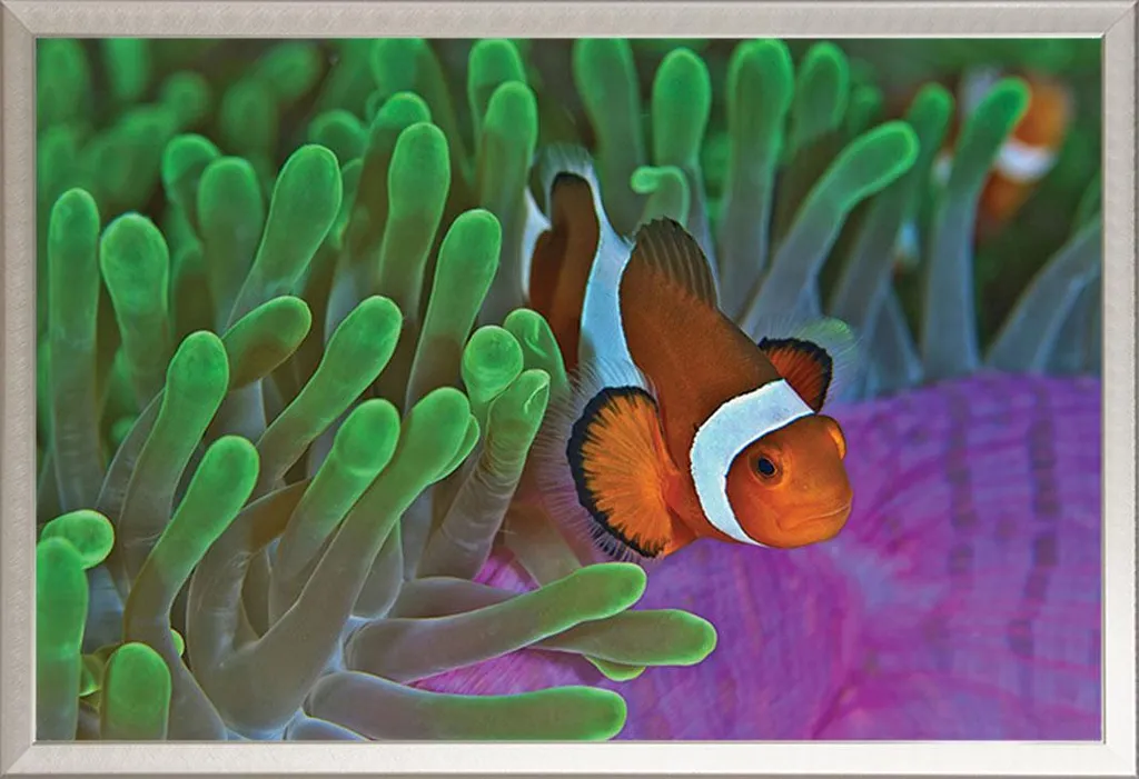 Décoration murale Poisson-Clown avec cadre interchangeable Shinsuke Argent
