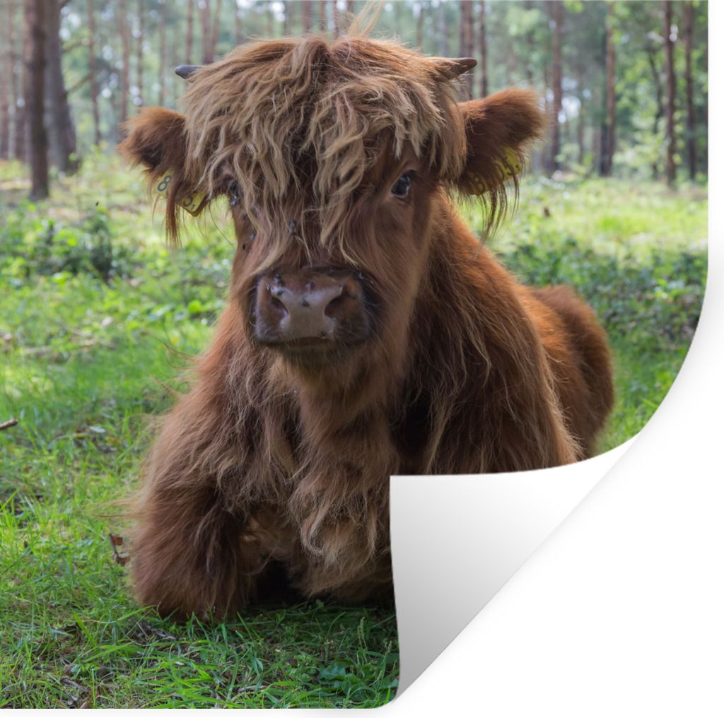 MuchoWow Wandtattoo Wandsticker Wandaufkleber Schottischer Highlander - Kröte - Tiere 80x80 cm Selbstklebend und Repositionierbar - Wierderverwe...