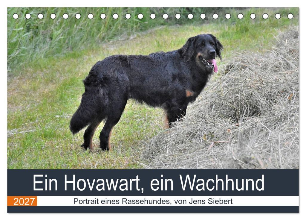 Ein Hovawart, ein Wachhund (Tischkalender 2027 DIN A5 quer), CALVENDO Monatskalender