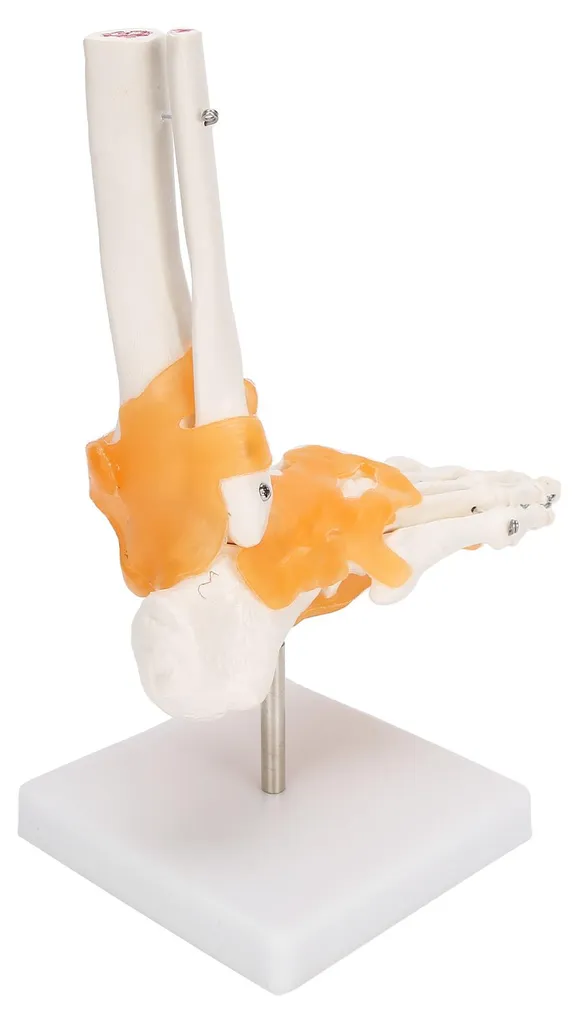 Comprendre les douleurs du pied : maquette anatomique avec ligaments