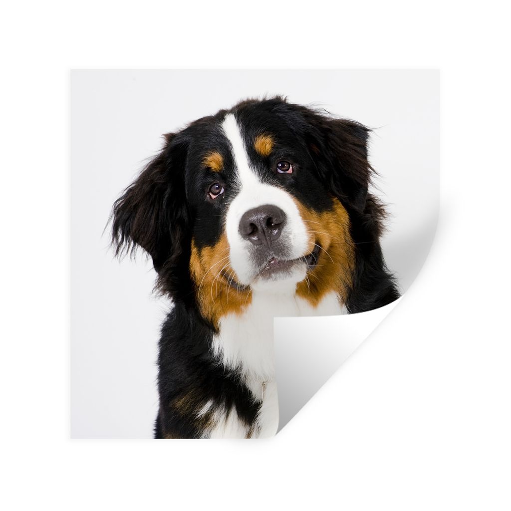 MuchoWow Wandtattoo Wandsticker Wandaufkleber Porträtfoto eines Berner Sennenhundes 80x80 cm Selbstklebend und Repositionierbar - Wierderverwend...