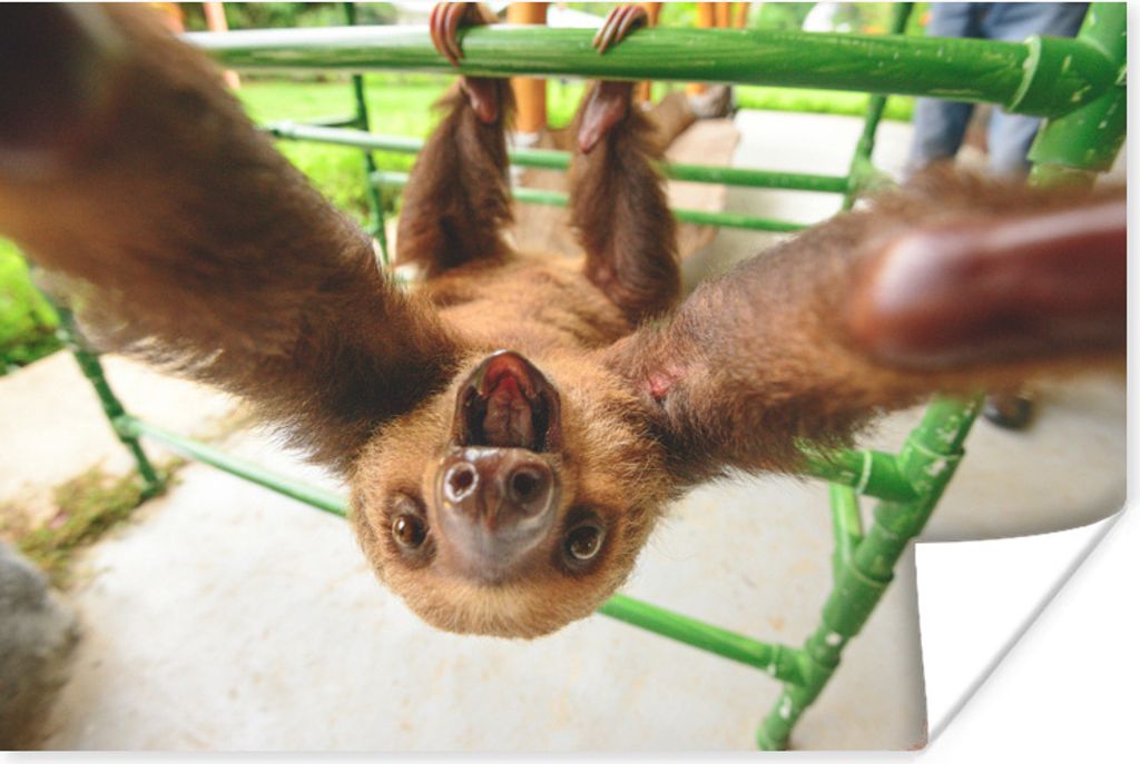 MuchoWow Poster Faultier - Lustig - Klettergerüst - Kinder - Jungen - Mädchen - Kinder 120x80 cm - Bilder