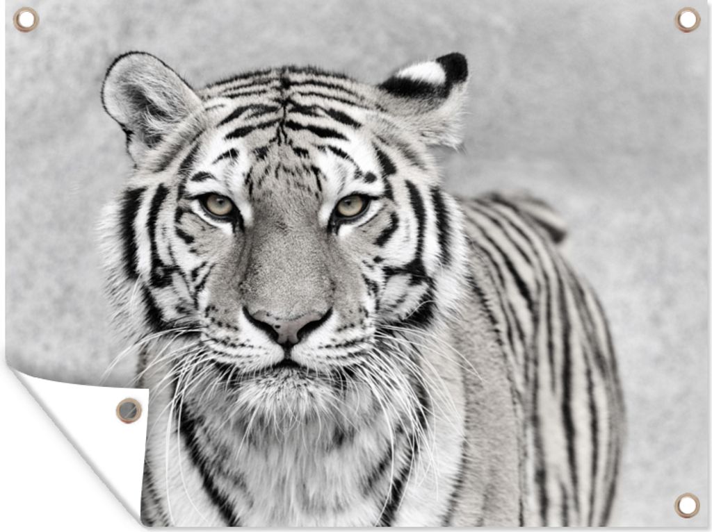 MuchoWow 40x30 cm Outdoor-Poster Gartendeko Sichtschutz Garten Poster für den Garten Tiger - Natur - Schwarz - Weiß