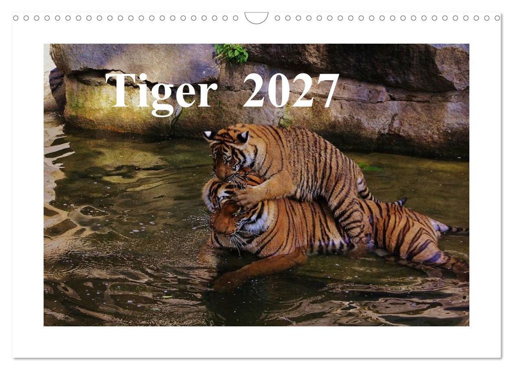 Tiger 2027 (Wandkalender 2027 DIN A3 quer), CALVENDO Monatskalender