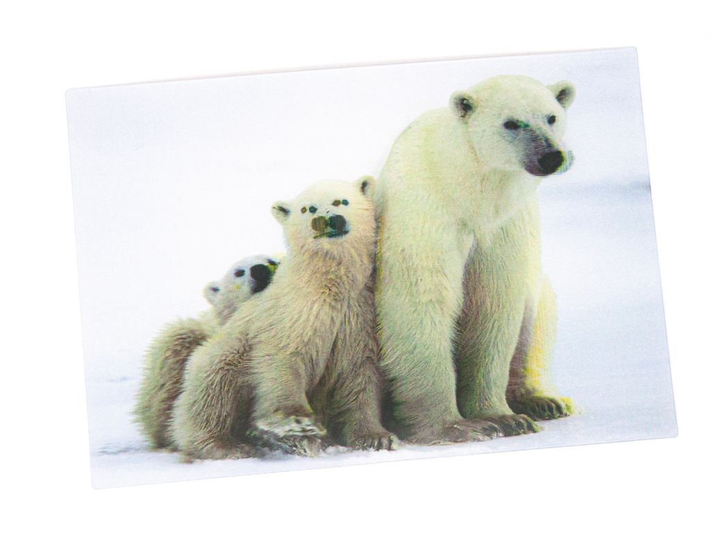 3 D Ansichtskarte Eisbären, Eisbär Raubtier Postkarte Produktbild 