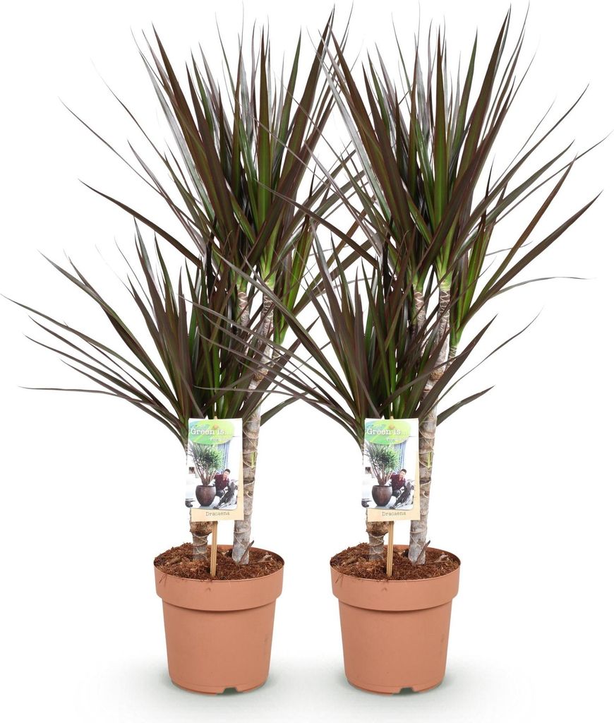Dracaena Magenta – 2 pflegeleichte Drachenbäume – 17cm – Höhe 70-80cm – Rot-Grüne Zimmerpflanzen für Innenräume – Elegante luftreini...