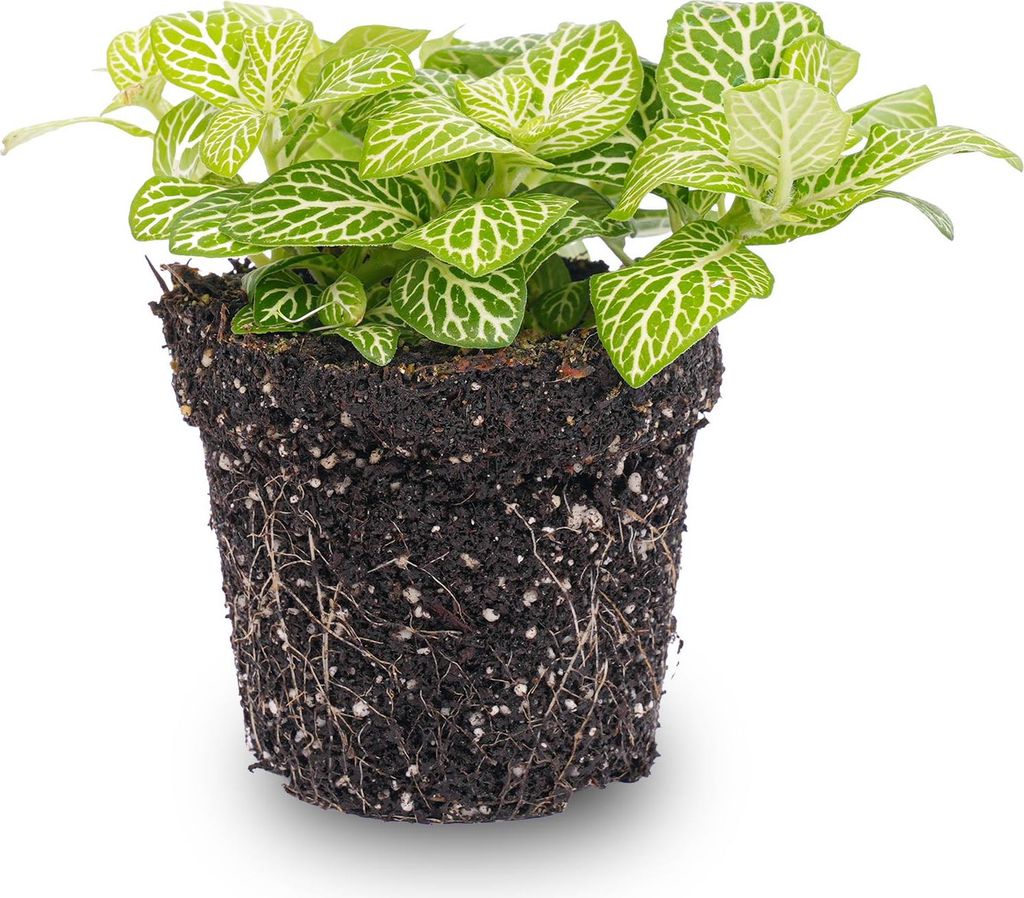 Fittonia Joly Lemon- Mosaikpflanze