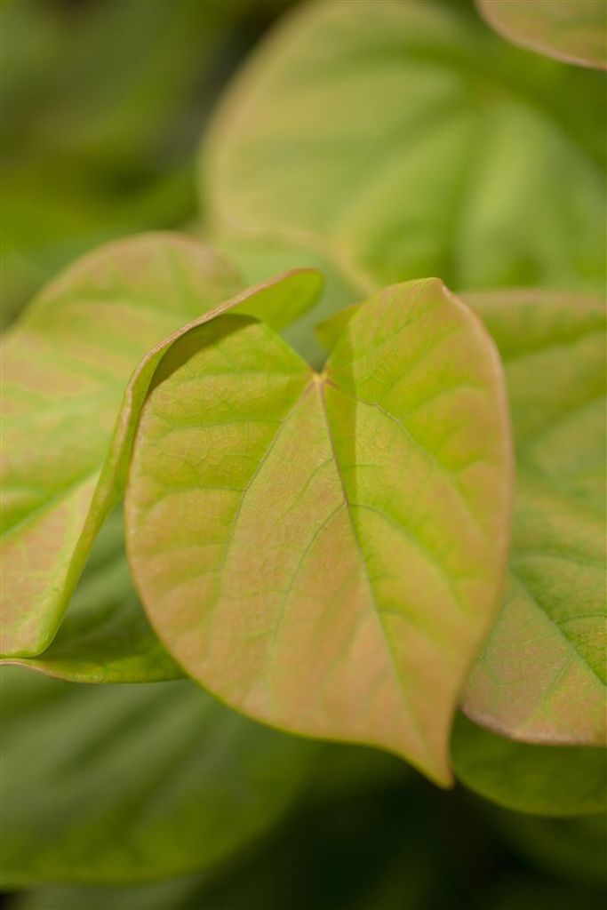 Cercis chinensis 'Avondale', Judasbaum, purpurrosa, 40–60 Produktbild 