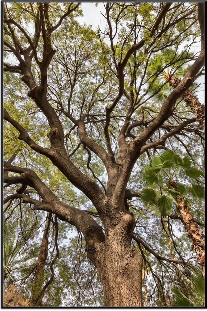 Wallario Wandbild Weit verzweigter Baum mit Palmen - Ansicht aus der Froschperspektive, Größe: 61 x 91,50 cm, Poster mit schwarzem Aluminiumrahmen
