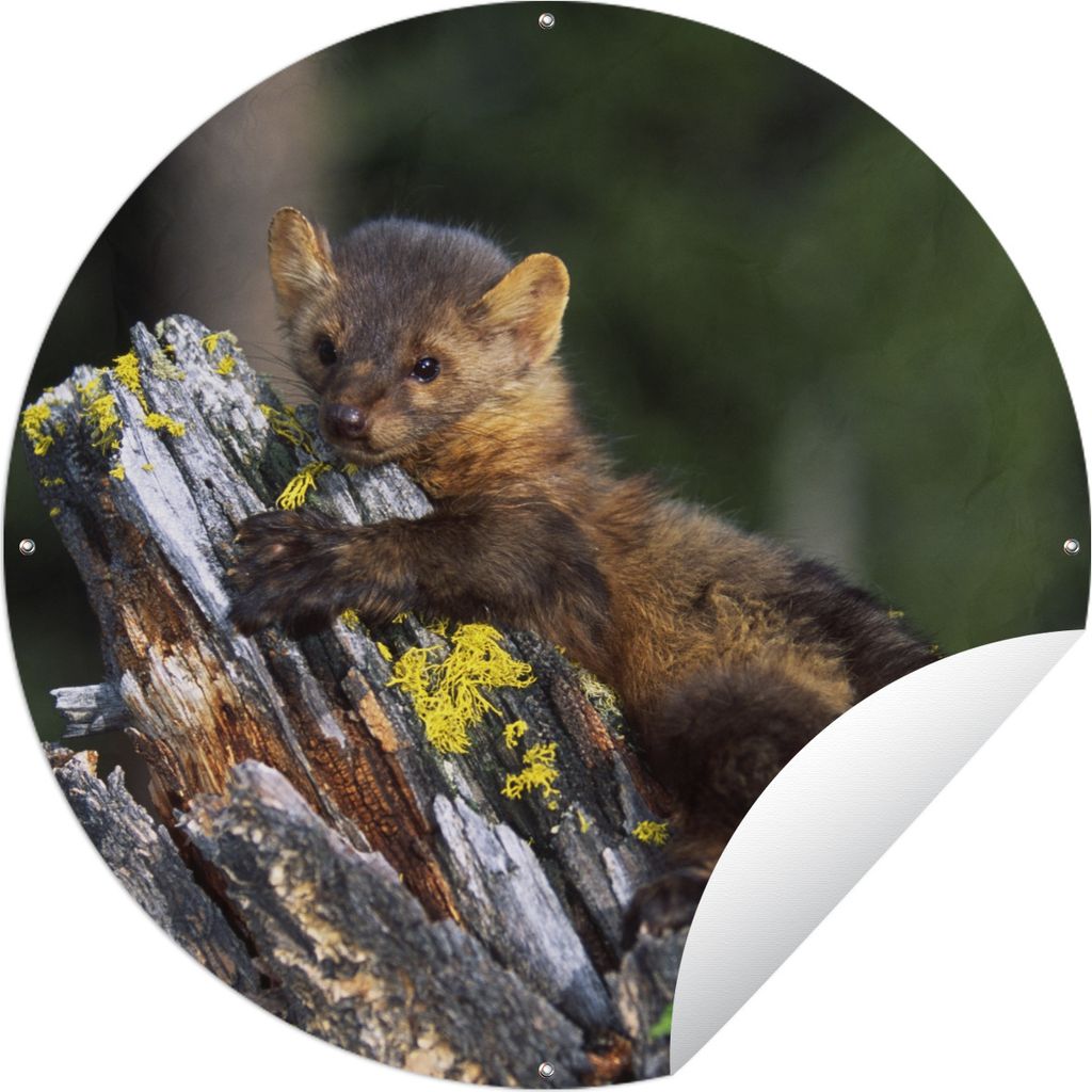 MuchoWow Gartenposter Outdoor-Poster Rund Marder - Baum - Wald Ø 120 cm Gartendeko Rundes Poster draußen