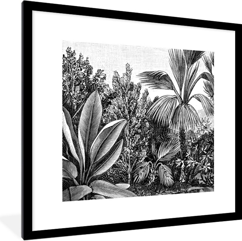 MuchoWow Gerahmtes Poster Pflanzen - Natur - Gestaltung - Illustration - Ernst Haeckel 40x40 cm - Poster mit Schwarzem Bilderrahmen Wandposter Ra...