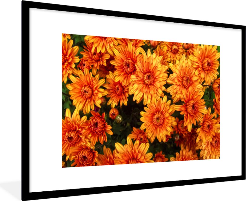 MuchoWow® Gerahmtes Poster Blumen - Orange - Chrysantheme Produktbild 