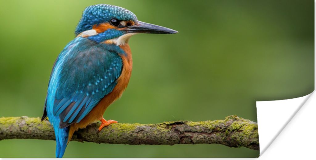 MuchoWow Poster Eisvogel - Zweig - Moos - Vogel - Grün 80x40 cm - Wanddeko
