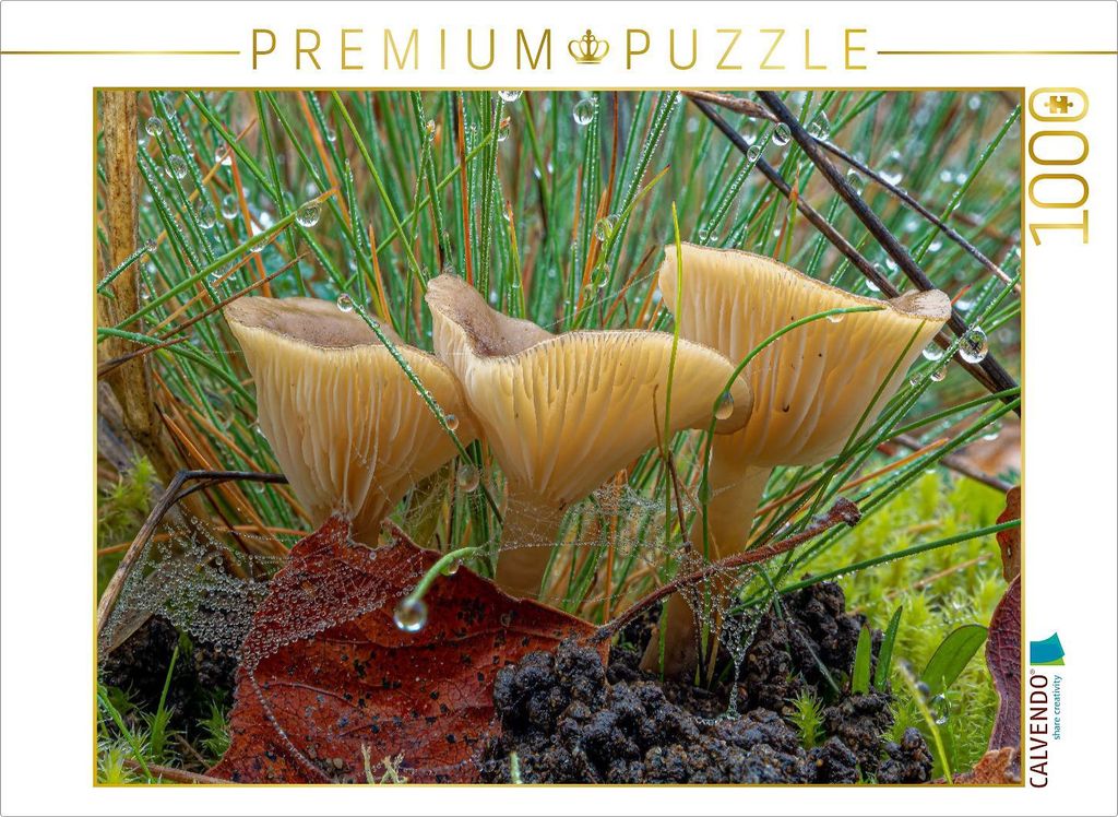 CALVENDO Puzzle Ampulloclitocybe clavipes | 1000 Teile Lege-Größe 64x48cm Foto-Puzzle für glückliche Stunden