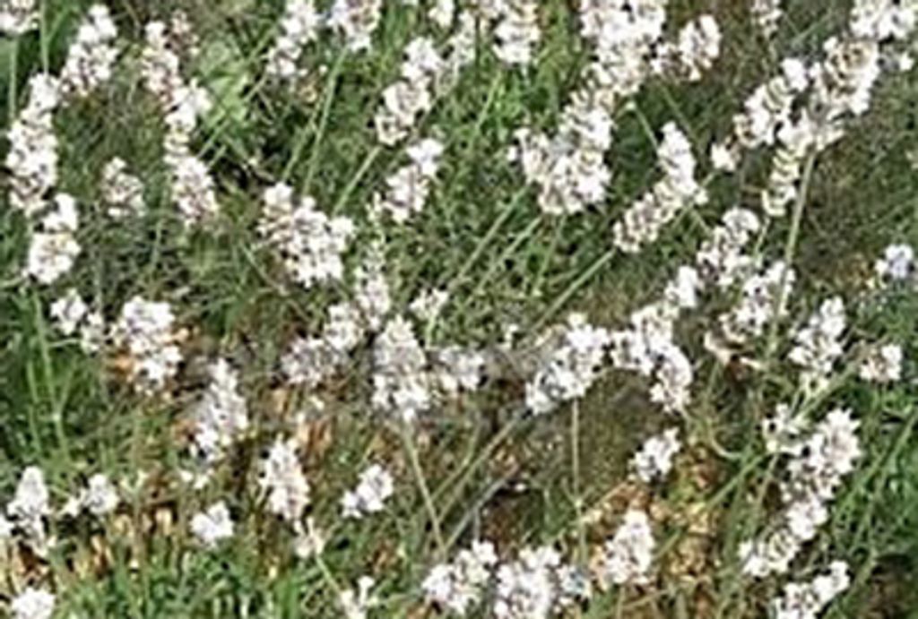 Lavandula int. 'Edelweiss' - Lavendel - Container 1.5 liter