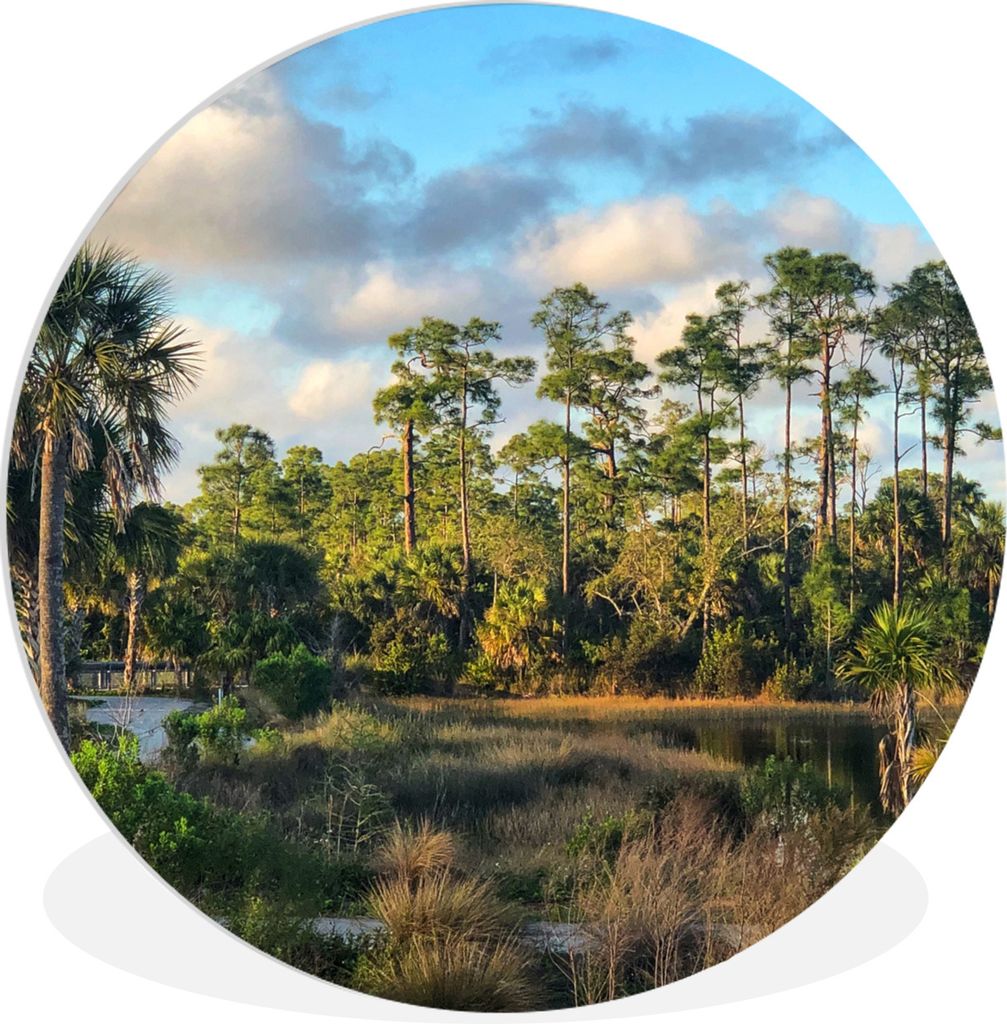 MuchoWow Rundes Wandbild - Runde Bilder Florida - Sumpf - Baum Ø 30 cm Kreis Wanddekoration Kunststoff - Wandkreis - Wandschmuck - Schlafzimmer ...